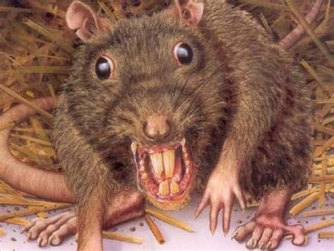 ugly rats pics|Ugly Rat Images – Browse 1,672 Stock Photos,。